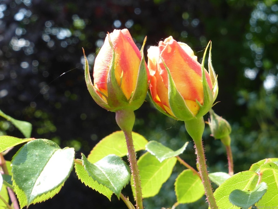 'Pat Austin ™' rose photo