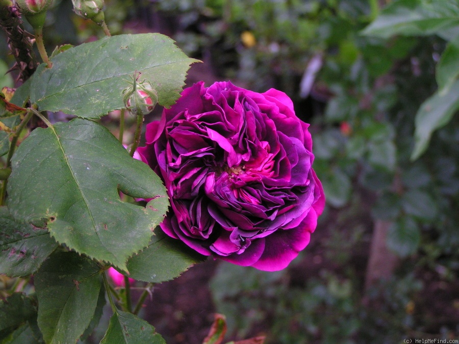 '12 Erinnerung an Brod OP' rose photo