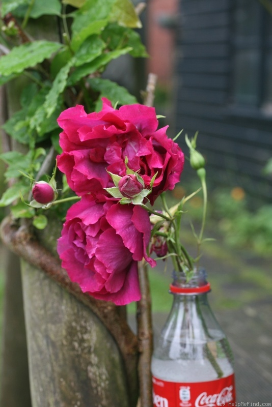 'Bardou Job - in commerce (Europe and USA)' rose photo
