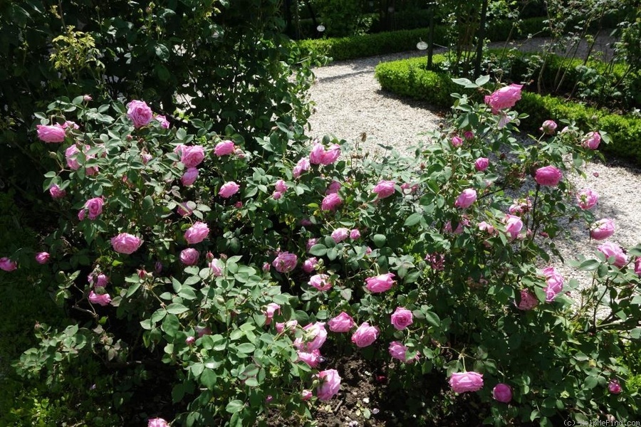 'Hermosa (bourbon, Marchesseau, 1832)' rose photo