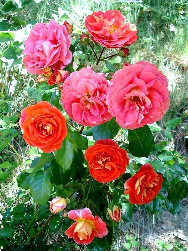 'Joli Tambour' rose photo