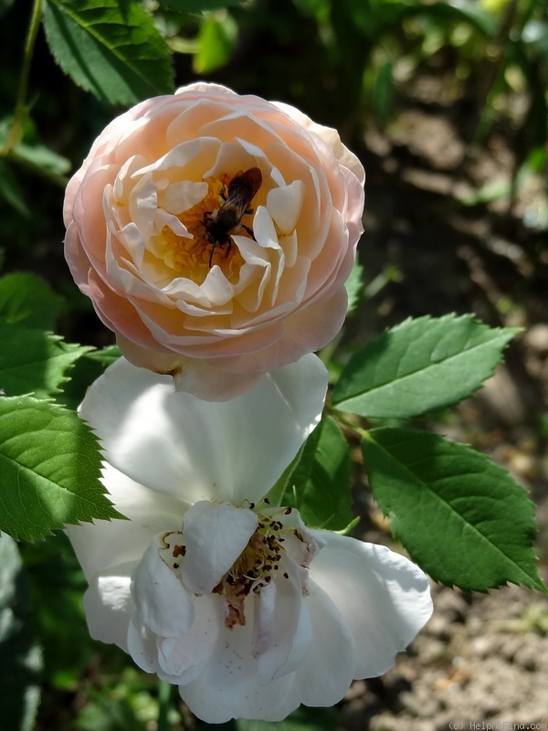 'Ariana' rose photo