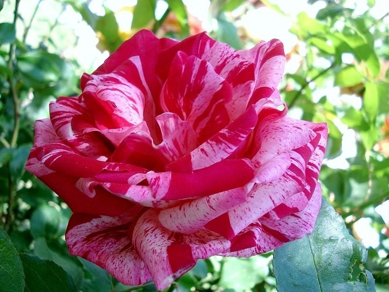 'Anniversaire' rose photo