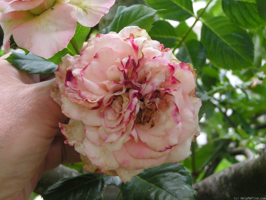 '12 Westerland OP 16' rose photo