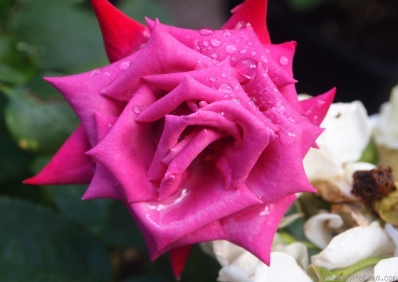 'Dr. John Dickman' rose photo