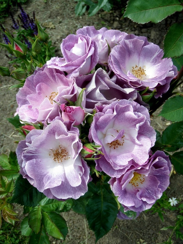 'Blue For You (Floribunda, James 2001)' rose photo