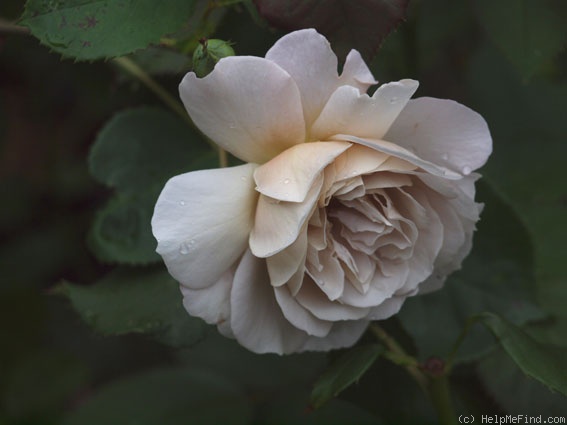 'Grey Dawn' rose photo