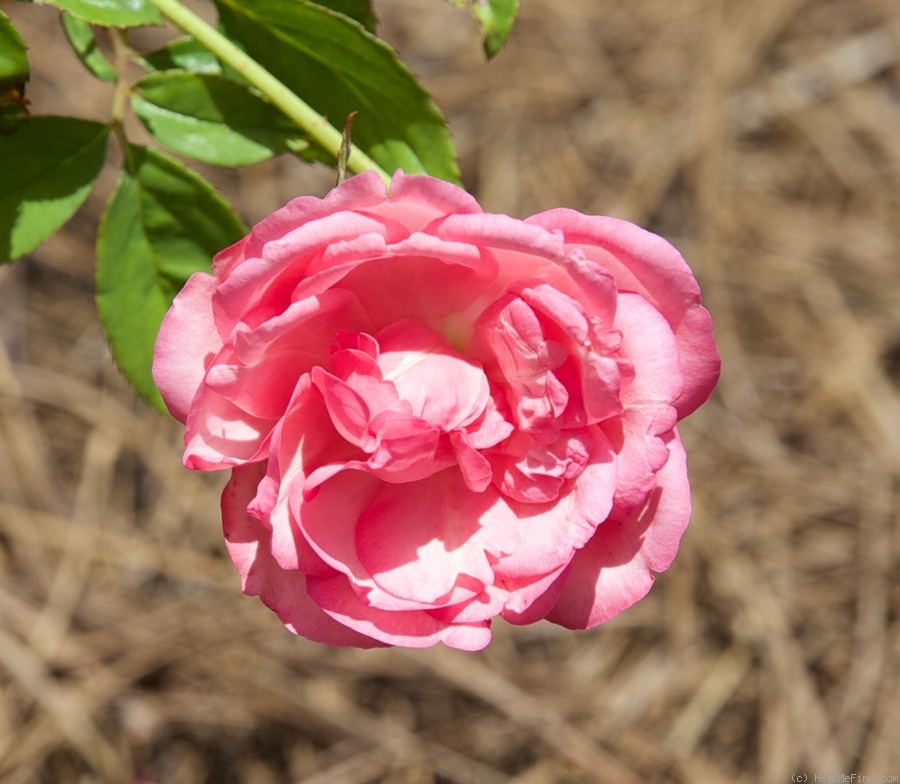 'Bloomfield Abundance (hybrid tea, Thomas 1920)' rose photo