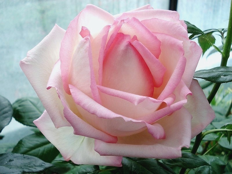 'Honoré de Balzac ® (floribunda, Meillans, 1996)' rose photo