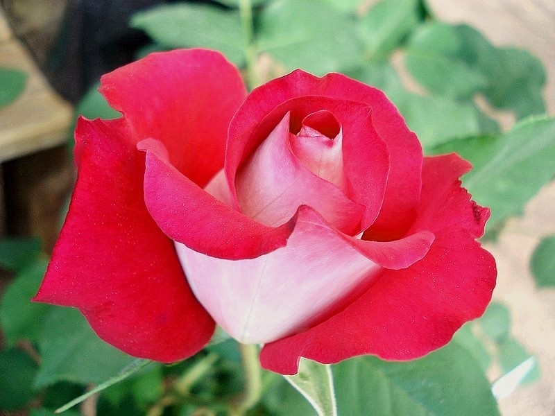 'Monica Bellucci®' rose photo
