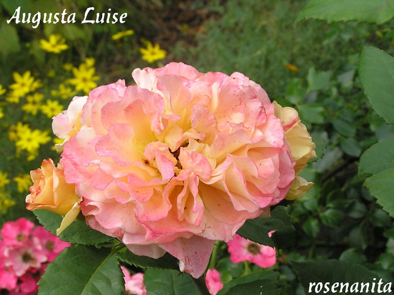 'Augusta Luise ® (Hybrid Tea, Evers, 1999)' rose photo