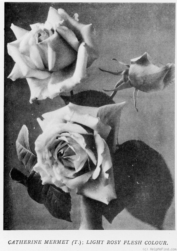 'Catherine Mermet' rose photo