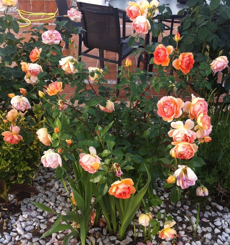 'Pat Austin ™' rose photo