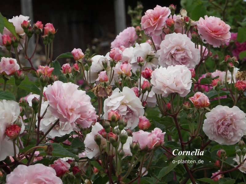 'Cornelia (Hybrid Musk, Pemberton, 1925)' rose photo
