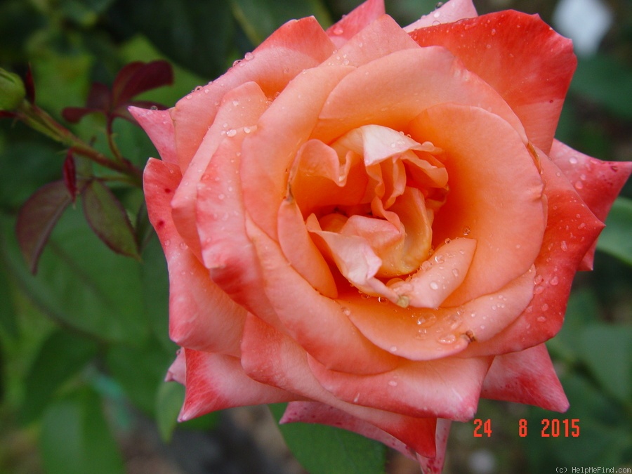 'Folklore (Hybrid Tea, Kordes, 1977)' rose photo