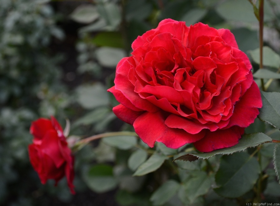 'Velvet Fragrance (Hybrid Tea, Fryer before 1985)' rose photo