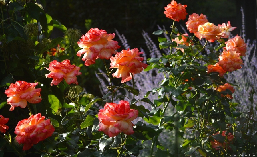 'Rainbow Niagara' rose photo