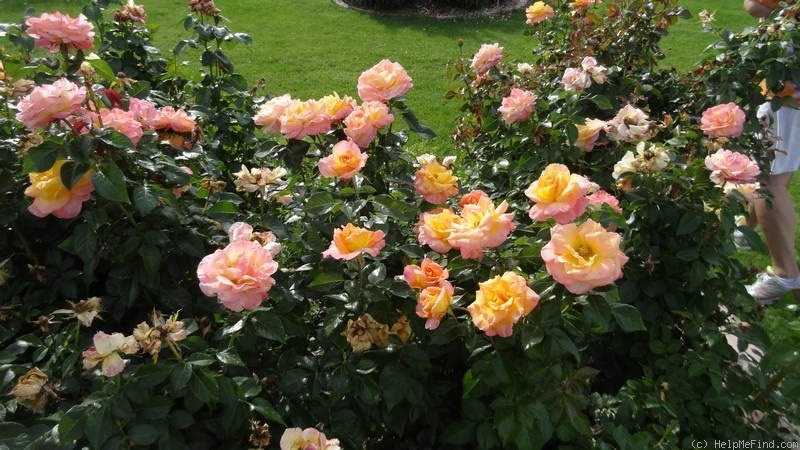 'About Face ™' rose photo
