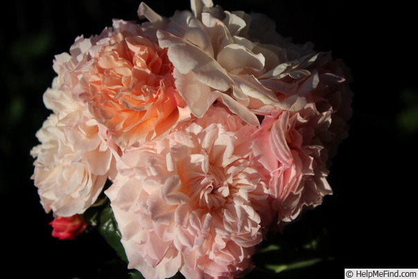 'Rose de Tolbiac' rose photo