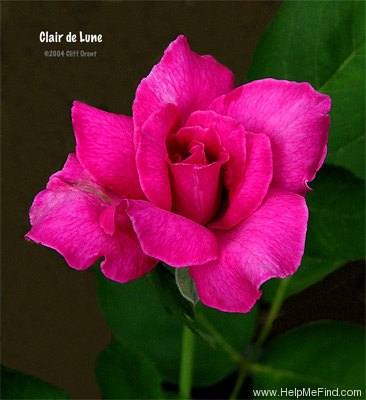 'Clair de Lune (hybrid tea, Gaujard, 1966)' rose photo