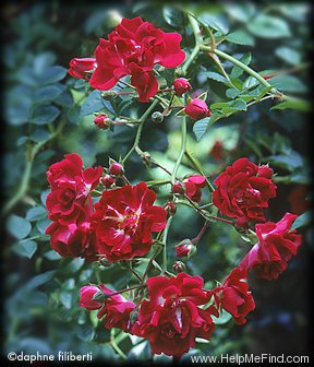 'Gruss an Freundorf' rose photo