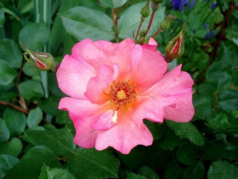 'Yann Arthus-Bertrand ®' rose photo