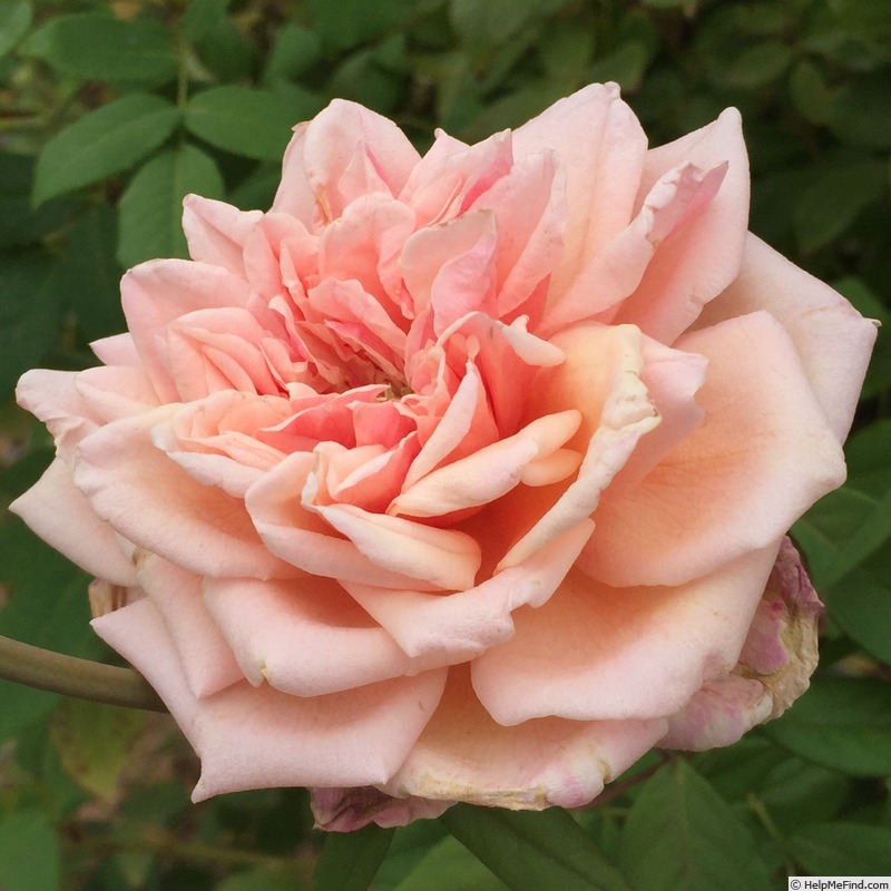 'Sunset (tea, Henderson, 1883)' rose photo