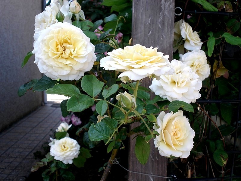 'Lilian Baylis' rose photo