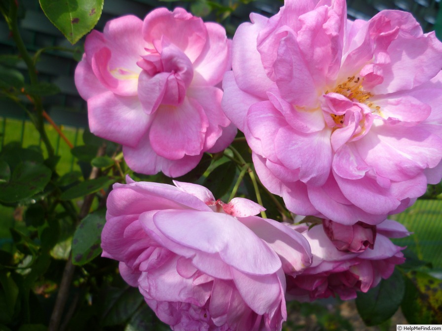 'Jasmina ™ (LCl, Kordes, 1996)' rose photo