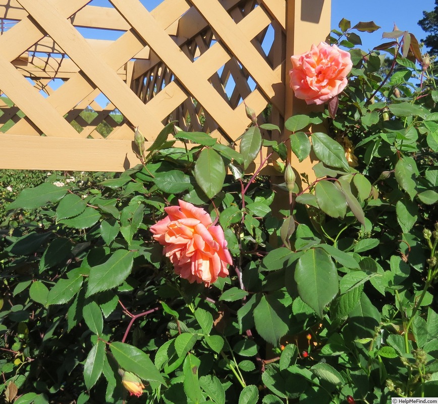 'Comtesse du Cayla' rose photo