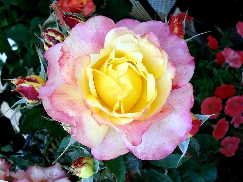 'Concours Lepine ®' rose photo