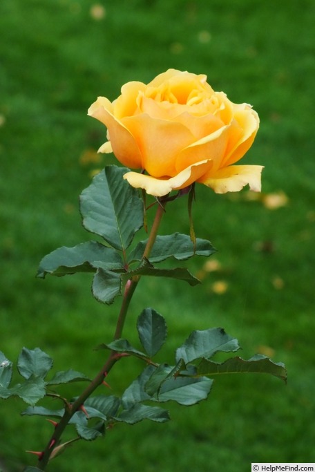 'Amber Queen ® (floribunda, Harkness before 1981)' rose photo