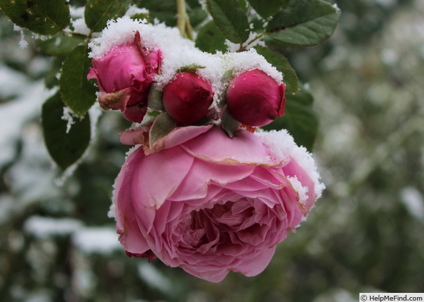 'Spirit Of Freedom' rose photo