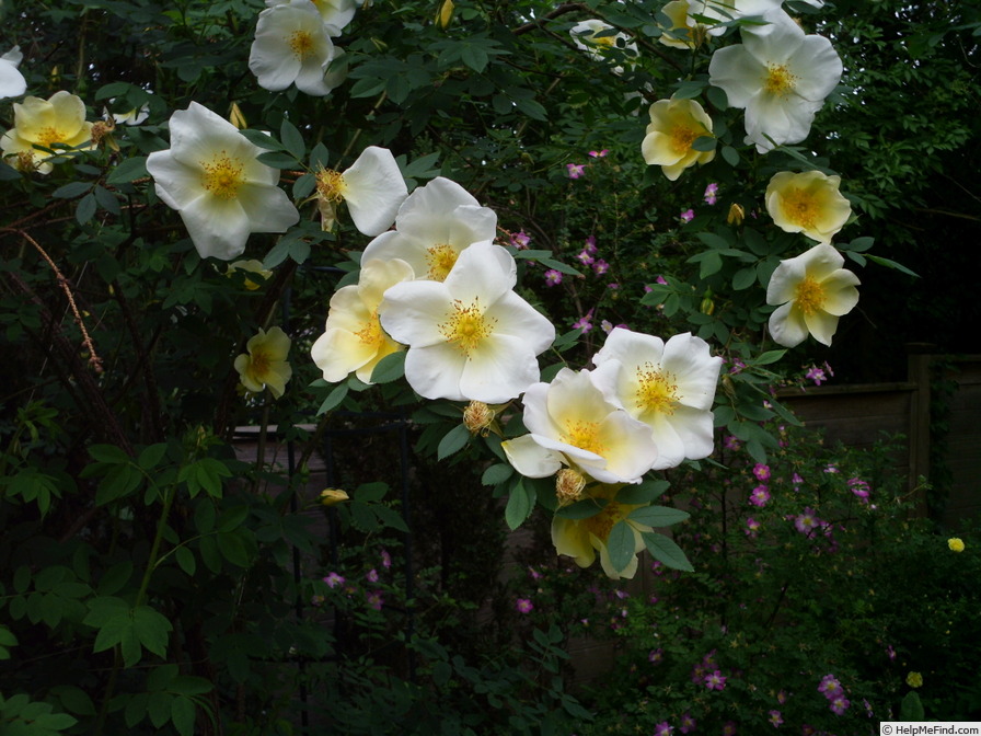 'Frühlingsgold' rose photo