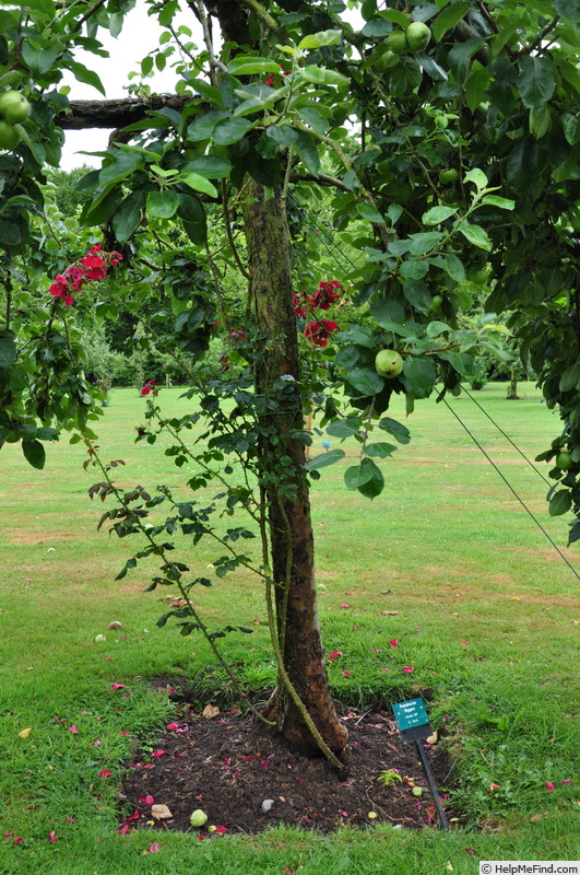 'Parkdirektor Riggers ®' rose photo