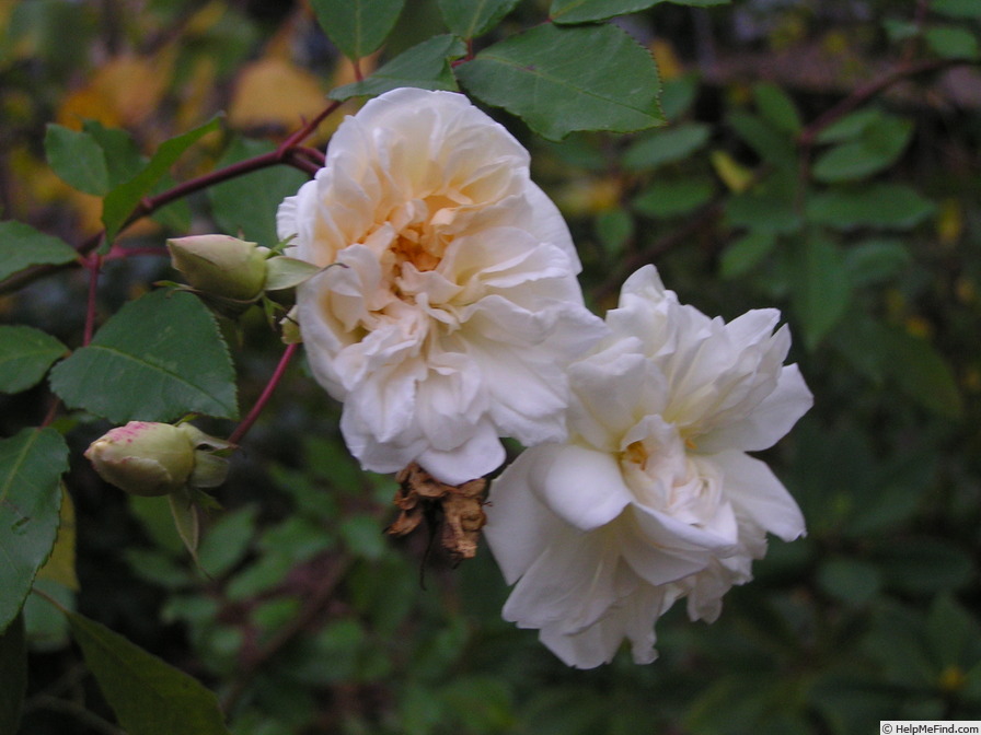 'Alister Stella Gray (noisette, Gray 1894)' rose photo