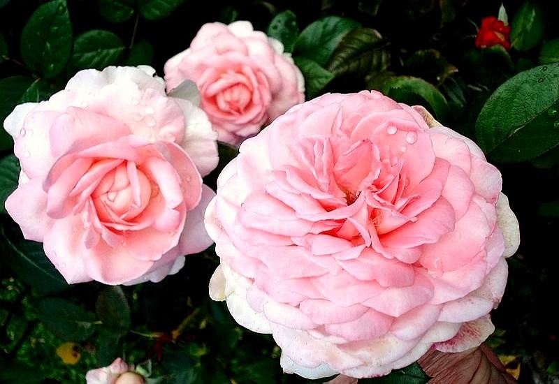 'Eve Ruggieri ®' rose photo