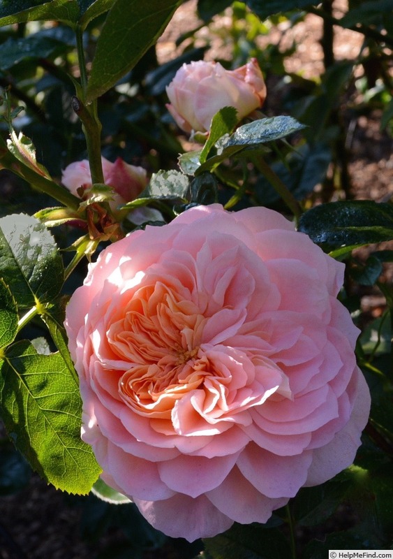 'Floral Fairy Tale' rose photo