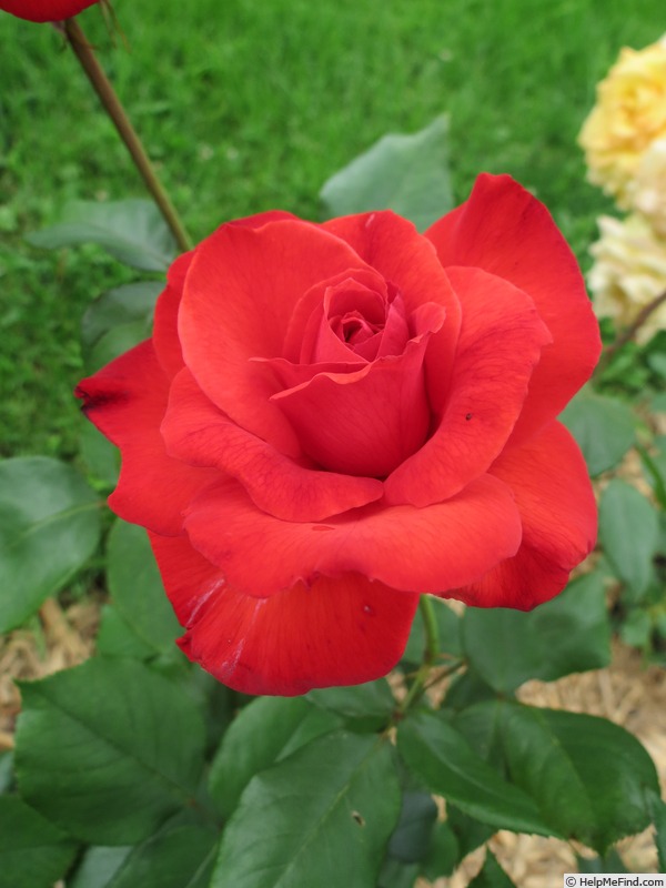 'Camara ®' rose photo