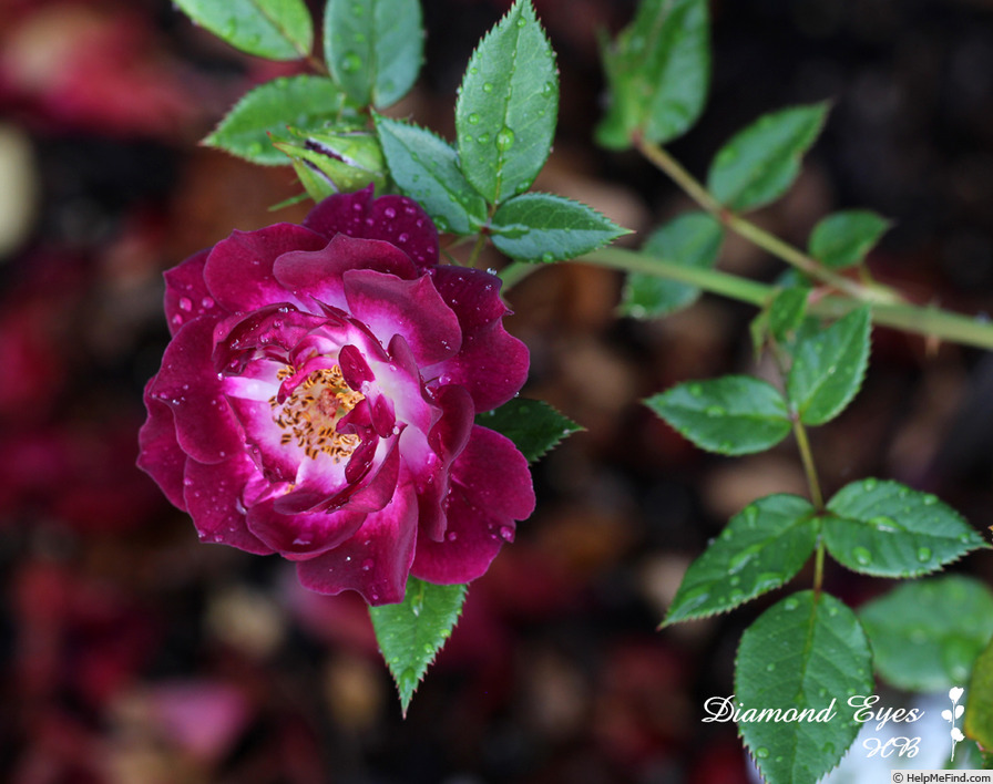 'Diamond Eyes' rose photo