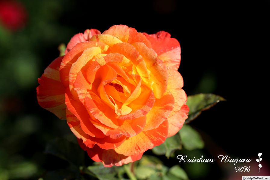 'Rainbow Niagara' rose photo