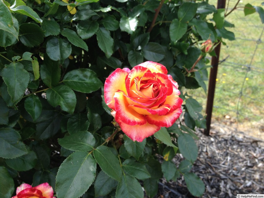 'Camile Pisarro' rose photo