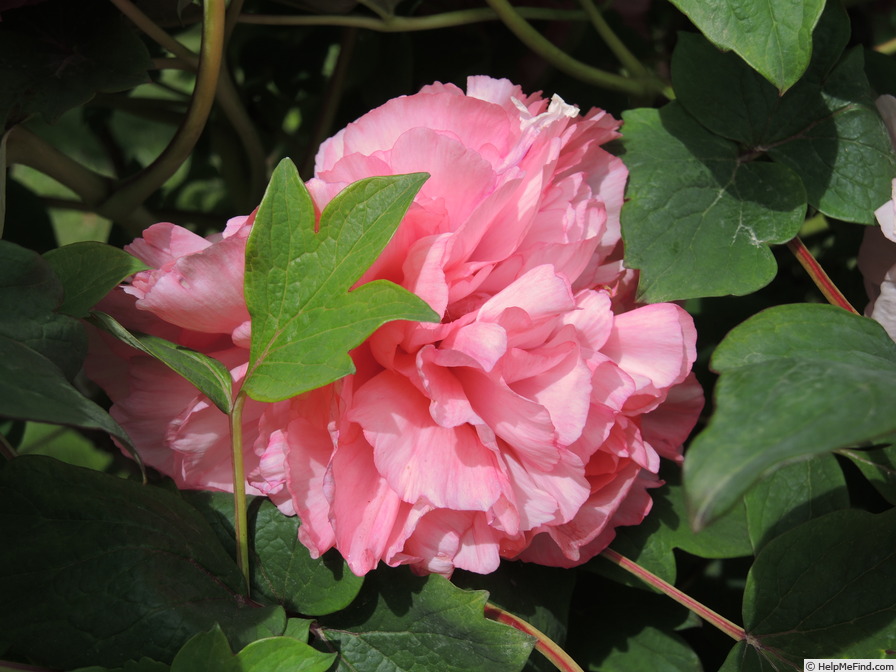 'Fragrans Maxima Plena' peony photo