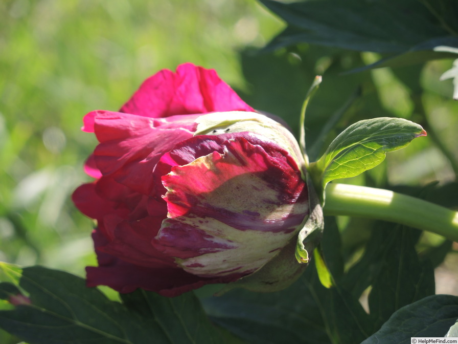 'Icarus' peony photo