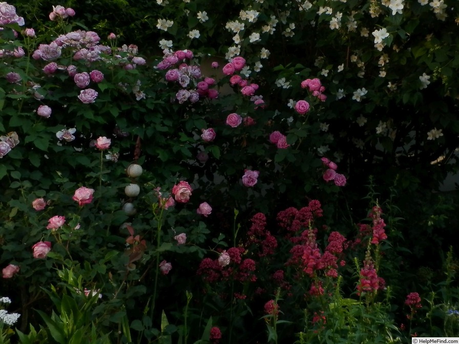 'Louise Odier (Bourbon, Margottin, 1851)' rose photo