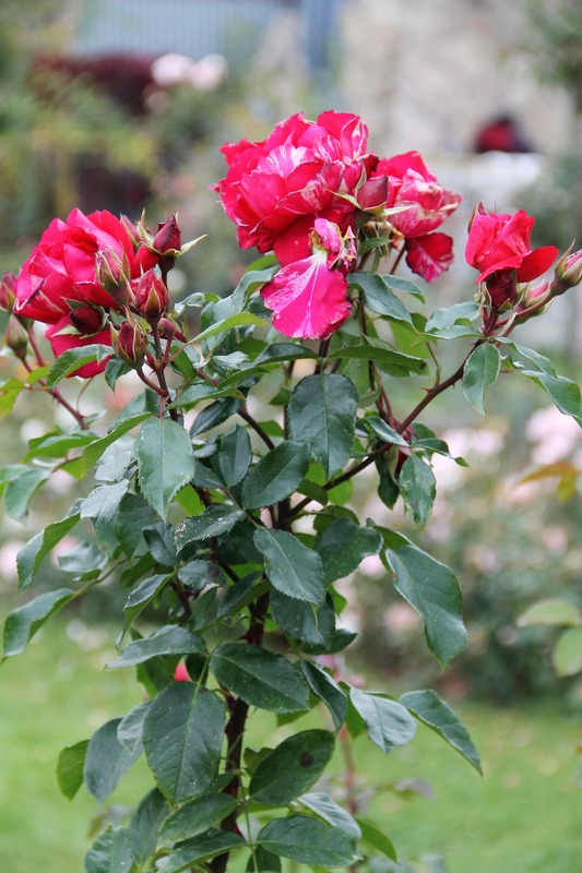 'Guy Savoy' rose photo