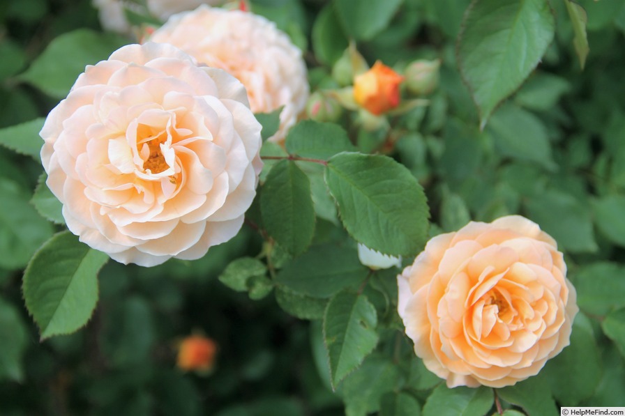 'Ostseeperle' rose photo