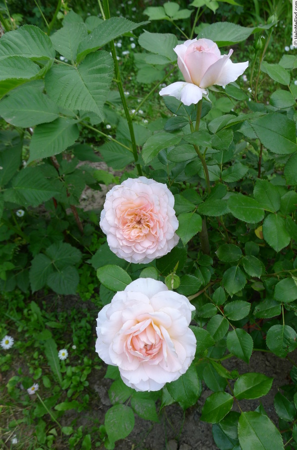 'Schloss Eutin ® Fairy Tale' rose photo
