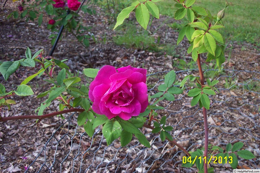 'Amadis (boursault, Laffay before 1826)' rose photo