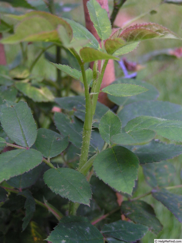 '14 William Lobb OP 01' rose photo